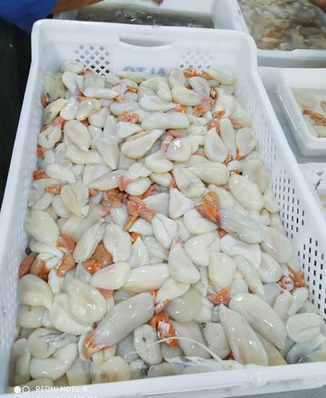 Œufs de seiche